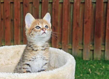 Cute F2 spotted and striped golden domestic young Serval Savannah kitten.の写真素材