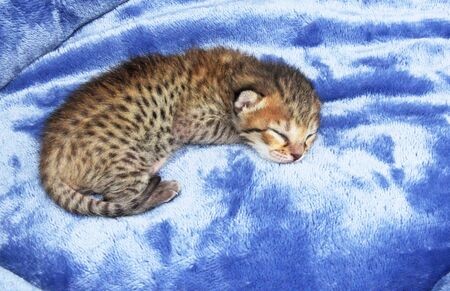 F4 Cute two day old spotted and striped sleeping newborn domestic Serval Savannah kitten.の写真素材