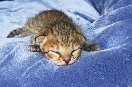 F4 Cute two day old spotted and striped sleeping newborn domestic Serval Savannah kitten.の写真素材