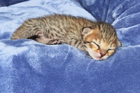 F4 Cute two day old spotted and striped sleeping newborn domestic Serval Savannah kitten.の写真素材