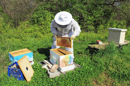 A beekeeper tending to their bees in a Langstroth hive with green plant background copy space. ...