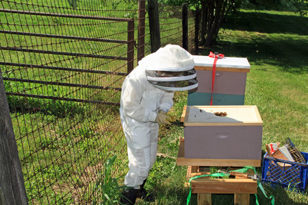 Teaching a child how to remove the inner lid with a hive tool from a Langstroth beehive with green...