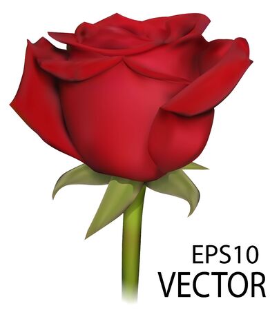 Vector photo realistic rose. Red isoleted rose on white background. Photo realistic vector rose.のイラスト素材