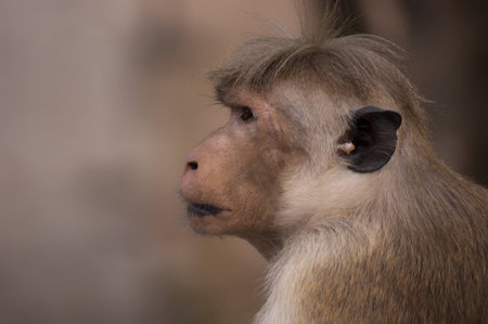 Profile of Toque Macaque Monkeyの写真素材