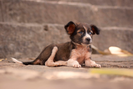 A cute little mixed breed street dog lying in front of steps in Sri Lankaの写真素材