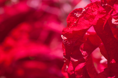 Closeup of a brilliant red flowerの写真素材