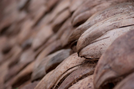 Closeup of brown, cracked, coconut shellsの写真素材