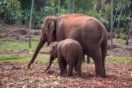 A pair of elephants, young and adult, searching for food in elephant sanctuary in Sri Lankaの写真素材