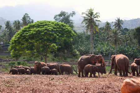 A drove of asian elephants in a safari in Sri Lankaの写真素材