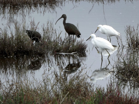 Egrets and Ibis hunt together