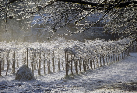 Frozen vines in winterの写真素材