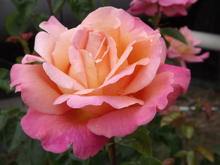 A Rose by anyother name would smell as sweetの写真素材