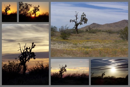 Joshua Trees in the Mojaveの写真素材