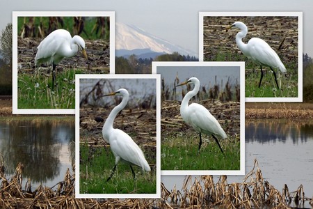 Egrets go for a strollの写真素材