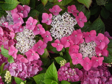 Hydrangea Macrophyllaの写真素材