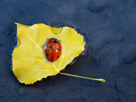 Ladybug on a leafの写真素材