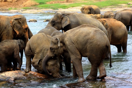 Elephant play to each otherの写真素材