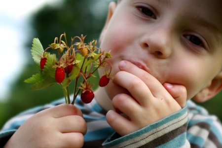 Child eating delicious strawberriesの写真素材