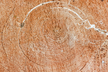 Circles on the old, dried-up stump.の写真素材