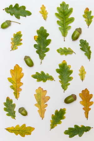 different in size and color of oak leaves and acorns on a white backgroundの写真素材