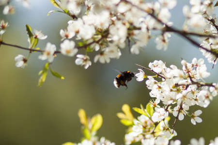 Bumblebee on apple flowerの写真素材