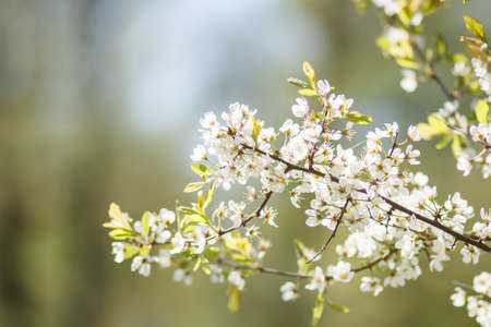 Branches of a blossoming apple tree on blurred backgroundの写真素材