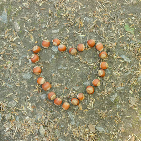 Hazelnuts on the ground in the shape of a heartの写真素材