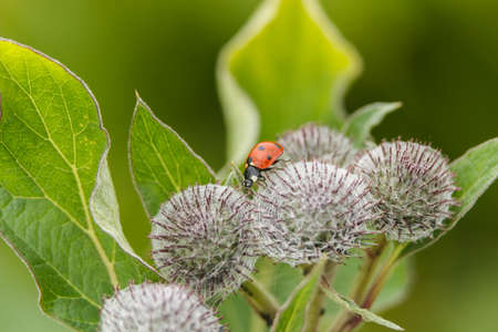 ladybug crawling on thornsの写真素材