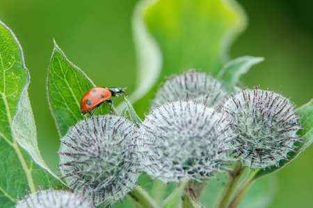ladybug crawling on thornsの写真素材