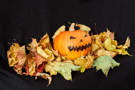 Hallowe'en pumpkin autumn leaves on a black backgroundの写真素材
