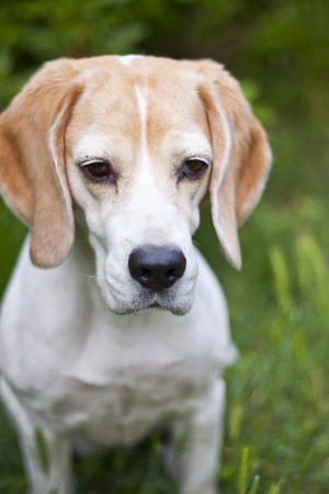 Beagle dog having fun on green grassの写真素材
