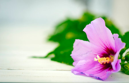 Hibiscus flower at beautifulの写真素材