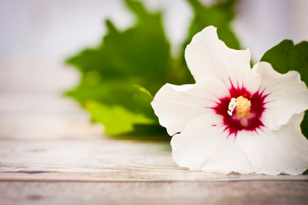 Hibiscus flower at beautifulの写真素材