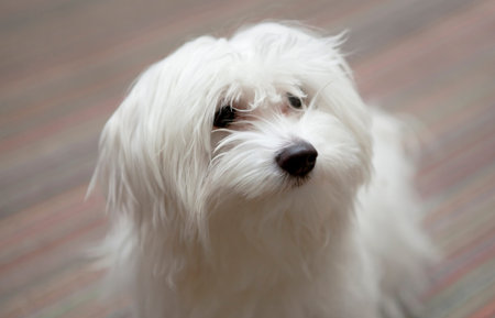 Little cute maltese dog on carpet