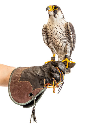 Wild young falcon on trainer glove isolatedの写真素材