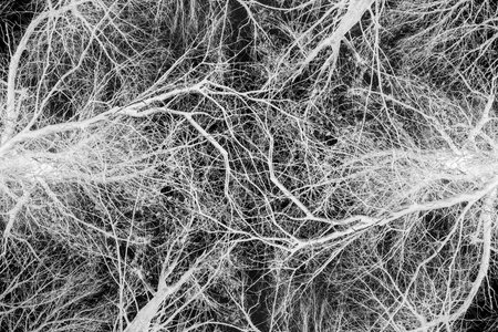 Hi quality wooden texture used as background - neuro abstractの写真素材