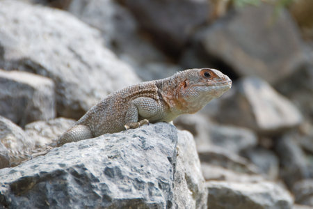 Iguana on a stone ready for attackの写真素材