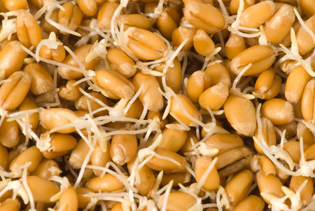 Healthy diet food - wheatgerms - closeupの写真素材