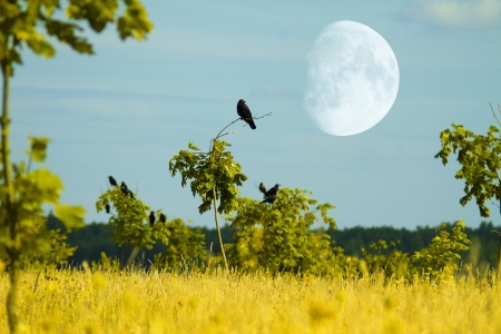 crows fly from tree to the background of storm cloudsの写真素材