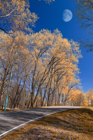 sky could be seen through the trees of the parkの写真素材