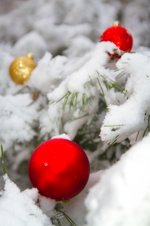 in winter forest on Christmas tale occursの写真素材