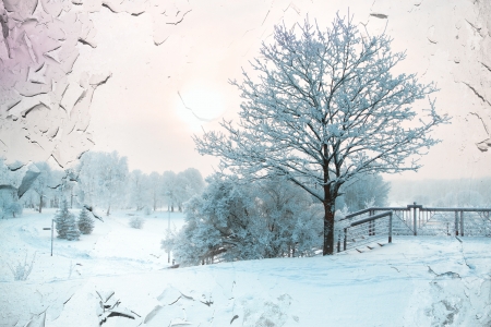 Winter's Tale. wood and the moonの写真素材