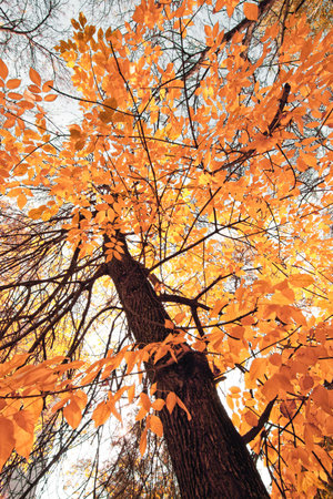 fall foliage