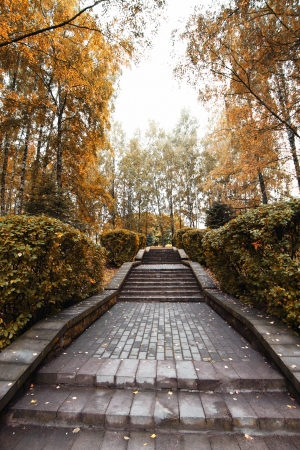 Siberia forest.Yamalの写真素材