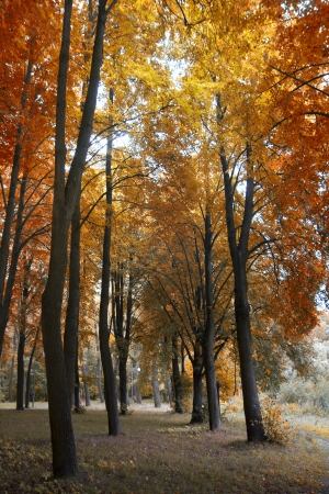 sky could be seen through the trees of the parkの写真素材