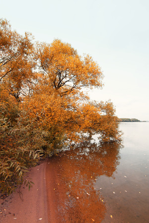 autumn park landscapeの写真素材