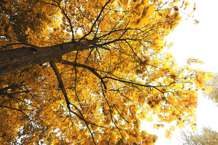 maple tree in autumn