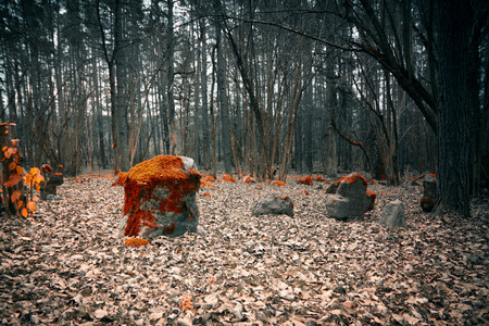 mystical cemetery in the woodsの写真素材