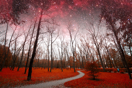 spring night infrared photography. の写真素材