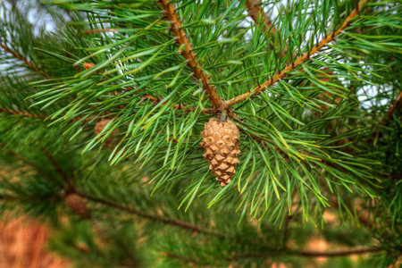 Young shoots of pine trees in the forest spring
